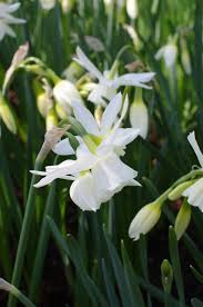 Narcis Thalia In 2020 Narcissus Thalia Garden Bulbs