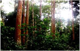 Image result for Pericopsis