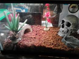 My Rose Hair Tarantula Enclosure Tarantula Enclosure Rose Hair Tarantula Rose Hair