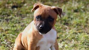 American staffordshire terriers can also compete in canine sports such as agility, freestyle, weight let the staff know that you are looking to adopt an american staffordshire terrier or american staffordshire terrier mix. American Staffordshire Terrier Price Temperament Life Span