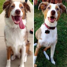 Before And After Shaving Our Australian Shepherd Aussie Shepherd Grooming Australian Shepherd Australian Shepherd