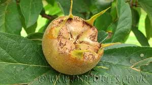 How to pollinate unusual fruits. Unusual Fruit Trees For Sale Uk Arbutus Unedo Strawberry Tree For Sale Uk Eire Online As Well As Being Specialist Fruit And Ornamental Tree Growers Supplying Nurseries And Mail