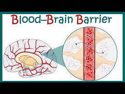 Image result for CSF Blood