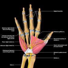 Word origin late middle english (also in the sense 'tendon, sinew'): Median Nerve An Overview Sciencedirect Topics