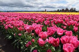 Maybe you would like to learn more about one of these? 10 Gorgeous Flower Festivals In Portland Nearby To Fro Fam