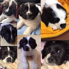 Check spelling or type a new query. Newfie St Bernard Pups For Adoption In Nj Home Facebook