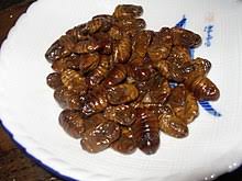 Entomophagie Wikipedia