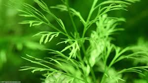 Image result for Aquarium Plants With Simple Alternate Leaf Floating Beneath Water.