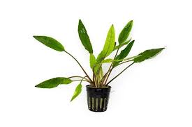 Cryptocoryne Sri Lanka Planted Aquarium Freshwater Aquarium Plants Aquarium Soil