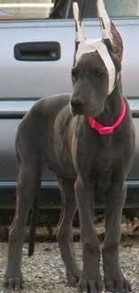 Great dane puppies canton ohio. Great Dane Dog Shipping Rates Services