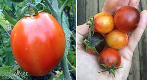 With over 7,500 tomato varieties, you might not know where to begin in choosing tomato plants for your garden. 5 Tips For Growing Tomatoes In Raised Beds