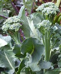 Keep a keen eye on plants, however, as they bolt extremely quick. Aspabroc Baby Broccoli 50 60 Days The Alias Of This Broccoli Raab Cousin Is Broccolini A Fine Gourmet Treat With Stems Baby Broccoli Broccoli Broccoli Stems