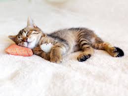 Tips for bringing a new cat home. Adopting A Cat Catcuddles London Cat Sanctuary