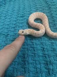 Pin By Ruby Barila On My Hogs Hognose Animals Hog Snake