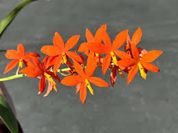 Image result for Microcoelia stolzii