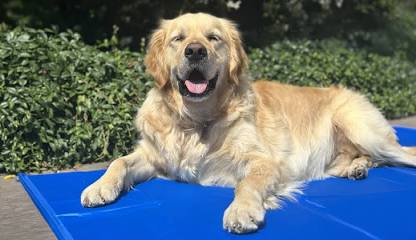 A Golden Retriever finding relief on a pressure-activated cooling mat. (Source: vetsend.co.uk), AI generated