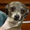Here some of the funny italian greyhound memes that graced our social media earlier this year! 1