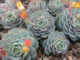 Purple succulents and cacti look great in containers and when planted in the ground. How To Grow Echeveria Plants Tips For Growing Echeveria