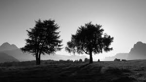 46 4k black and white 46 4k black and white