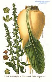 Sugar is a cooking ingredient for sweet food. Sugar Beet Wikipedia