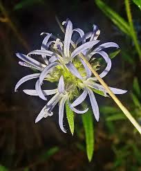 Image result for Wahlenbergia madagascariensis