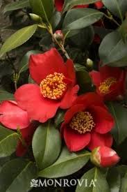 Spring S Promise Ice Angels Camellia Monrovia Spring S Promise Ice Angels Camellia Beautiful Flowers Plants Camellia Plant