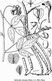 Image result for Sphenostylis