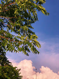7 peraturan konyol sekolah di korea utara yang jarang di ketahui. Sky Cloud Tree Wallpaper Vsco Instagram Pinterest Iphonewallpaper