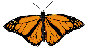 Butterfly Illustration Google Search Buy Art Print Butterfly Illustration Png Images