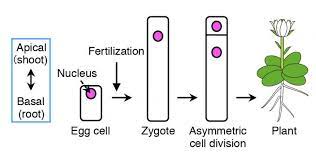 The term organelle is derived from the word 'organ' and refers to compartments within the cell that perform a specific function. Live Cell Imaging Of Asymmetric Cell Division Eurekalert