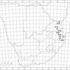 Image result for Syncolostemon flabellifolius