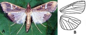 Image result for Crotalaria laburnoides