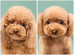 Friday Favorites Dog Haircuts Dog Grooming Your Dog
