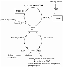 Simplified Schematic Of The Folic Acid Metabolic Cycle Folate Download Scientific Diagram