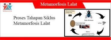 Kemudian aplikasi ini bersifat dinamis. Download Ebook Budidaya Maggot