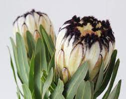 Black And White Mink Protea Is A Funky Flower Very Different Not Overly Floral Protea Flower Protea Art Planting Flowers