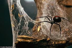 It is said that the black widow earned her she spins large, intricate webs made of strong, sticky threads that she hangs upside down on to show off how to prevent black widows. Spider Webs Act Like Crime Scenes As Silk Contains Traces Of Arachnid S Dna Daily Mail Online