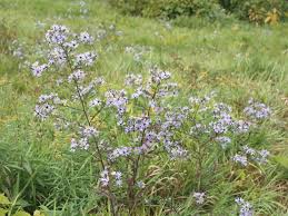 Image result for Andropterum