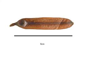 Image result for Afrobrunnichia erecta