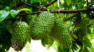 Image result for Annona muricata