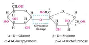 Disaccharides And Polysaccharides The Fact Factor