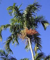 Image result for Pteronia acuminata