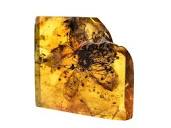 How amber creates exquisite fossils