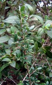 Production then begins to lessen progressively for the rest of the life of the tree. Olea Oleaster Wikipedia