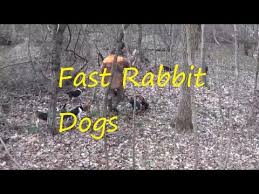 Maybe you would like to learn more about one of these? Broken Rabbit Beagles For Sale 08 2021