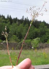 Image result for Aira caryophyllea