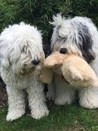 Oes Love Their Stuffed Animals English Sheepdog English Dogs Old English Sheepdog