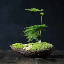 41 Mini Moss Garden Page 6 Of 41 Soopush Plants Moss Garden Miniature Garden