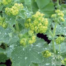 Image result for Alchemilla ellenbeckii