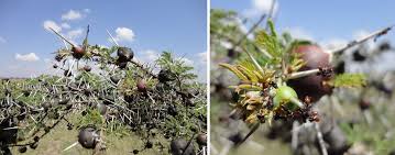 Image result for Cissus nigropilosa